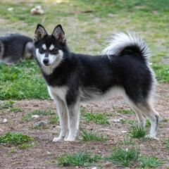 Charity - Alaskan Klee Kai