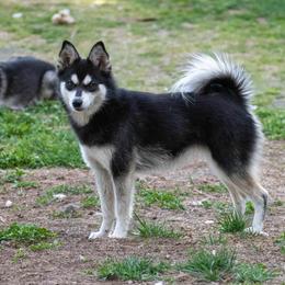 Charity - Alaskan Klee Kai