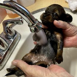 Dachshund and French Bulldog Puppies from FOSTERS FRENCHIES and DACHSHUNDS