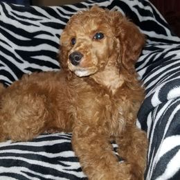 Ruby - Poodle