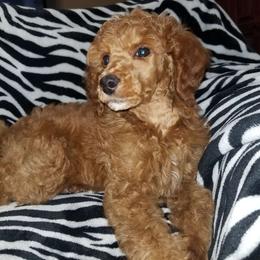 Ruby - Poodle