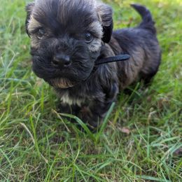 Havanese Puppies from Charlotte Landry