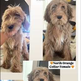 North - Red  female Goldendoodle puppy in Brooklyn, New York from Lyon and Luna Goldendoodles Bernedoodles