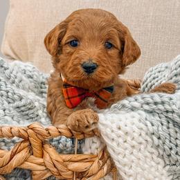 Jackson - Red  male Goldendoodle puppy in Iola, Texas from Supreme Doodles of Texas