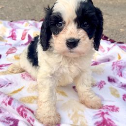 Banner - Black and white male Cavapoo puppy in Redding, California from Lipscomb Doodles