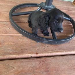 Girl 1 - Black female Dachshund puppy in Vinton, Iowa from Lerch Family Dachshunds