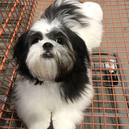 Cooper - Shih Tzu
