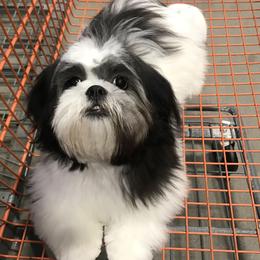 Cooper - Shih Tzu