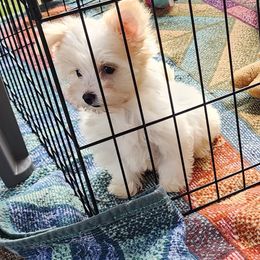 Puppy Girl Paisley - Parti female Yorkshire Terrier puppy in Sequim, Washington from Spirit Valley Family