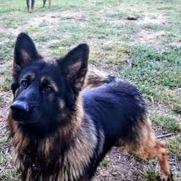 Sonar - German Shepherd