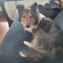 Willow - Shetland Sheepdog
