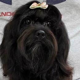 Panda - Havanese