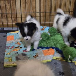 G1 - Black brown and white female Papillon puppy in Forest City, North Carolina from Eastern Papillions