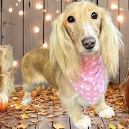 DIXIE - Dachshund