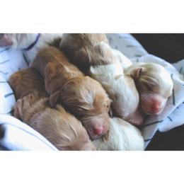 Cavalier King Charles Spaniel and Cavapoo Puppies from Golden Hour Cavapoos