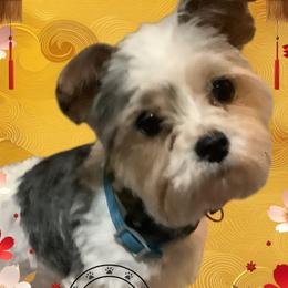 TJ - Biewer Terrier