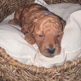 Tucker - Apricot male Poodle puppy in Okc, Oklahoma from Designer Poos By Diva