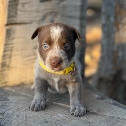 Daisy - Blue female Australian Cattle Dog puppy in Sahuarita, Arizona from A2 Australian Cattle Dogs