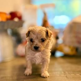 Bruno - Cream male Maltipoo puppy in Bells, Texas from Partridge Doodles and Poodles