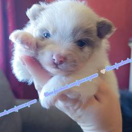 Lavender Merle Parti - Lavender male Pomeranian puppy in Albany, Oregon from Purrs N Poms