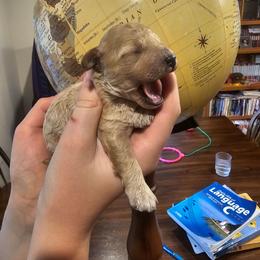 Paddington - Apricot male Poodle puppy in Clyde, North Carolina from Adorable Puppy Poodles