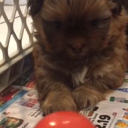 Shih Tzu Puppies from Adrianas Beautiful Shitzu’s