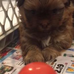 Shih Tzu Puppies from Adrianas Beautiful Shitzu’s