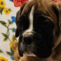 Girl 4 - Boxer puppy in Rocky Comfort, Missouri from Meredith's Boxer Puppies