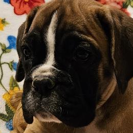 Girl 4 - Boxer puppy in Rocky Comfort, Missouri from Meredith's Boxer Puppies