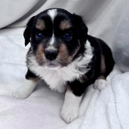 Sable - Black tri female Miniature Australian Shepherd puppy in Bly, Oregon from Apacheblus Toy Aussies