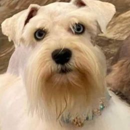 Miniature Schnauzers from Josie's Miniature Schnauzers