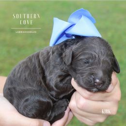Kirk - Chocolate male Australian Labradoodle puppy in Winter Haven, Florida from Southern Cove Labradoodles