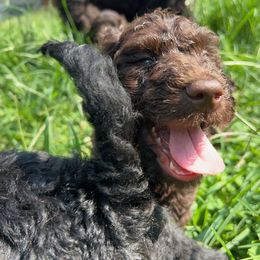 Goldendoodle and Poodle Puppies from Syren House Doodles & Poodles