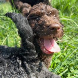 Goldendoodle and Poodle Puppies from Syren House Doodles & Poodles