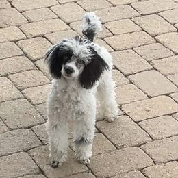 Poodle puppies from Canyon Spring Ranch Poodles