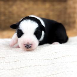 Jack - Black tri-color male Australian Shepherd puppy in Unionville, Iowa from Soap Creek Kennels