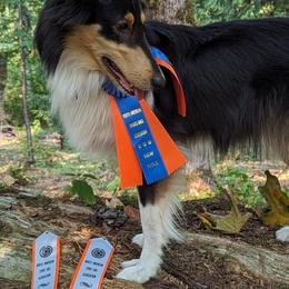 Scottish Collies from Woodpecker Farm