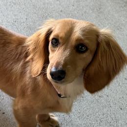 Dachshunds and French Bulldogs from Cowtown Tiny Tails
