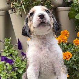 Girl 1 - American Foxhound puppy in Supply, North Carolina from Cedarwood Kennels
