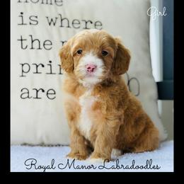 Girl 2 - Red female Australian Labradoodle puppy in Florence, New Jersey from Royal Manor Labradoodles