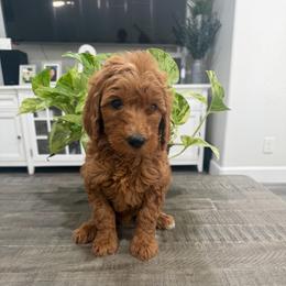 Pink - Apricot female Goldendoodle puppy in Bakersfield, California from Lavish Doodles