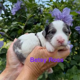 Betsy (Ross) - Parti female Goldendoodle puppy in Newark, Ohio from Valleydayle Doodles and Wheatens