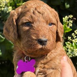 Lucy Pink collar - Red  female Goldendoodle puppy in Fontana, California from Grammy's Puppy Love doodles and poodles