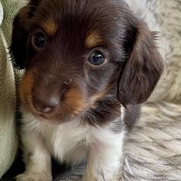 Mac - Piebald male Dachshund puppy in Granbury, Texas from Welden’s Miniature Dachshunds