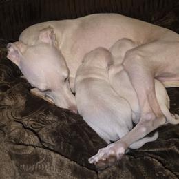 Italian Greyhound Puppies from Noblewinds