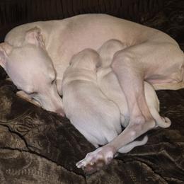 Italian Greyhound Puppies from Noblewinds