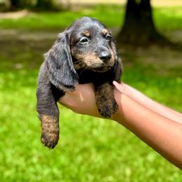 Solo AKC OFA CHIC - Brindle male Dachshund puppy in El Dorado, Arkansas from LovelylilDoxies
