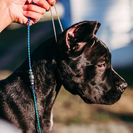 Cane Corso from Cane Corso Empire of Guardians