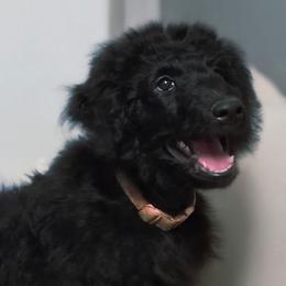 Billie Jean - Blue female Labradoodle puppy in Lansing, North Carolina from Murphy Manor Mountain Doodles