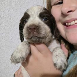 Hoku - Liver white and roan male English Springer Spaniel puppy in Florida from Thunderbird Springers